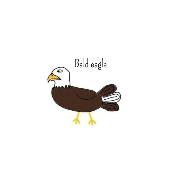 The Bald Eagle